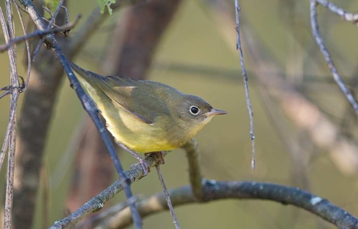 Connecticut Warbler - ML641756417