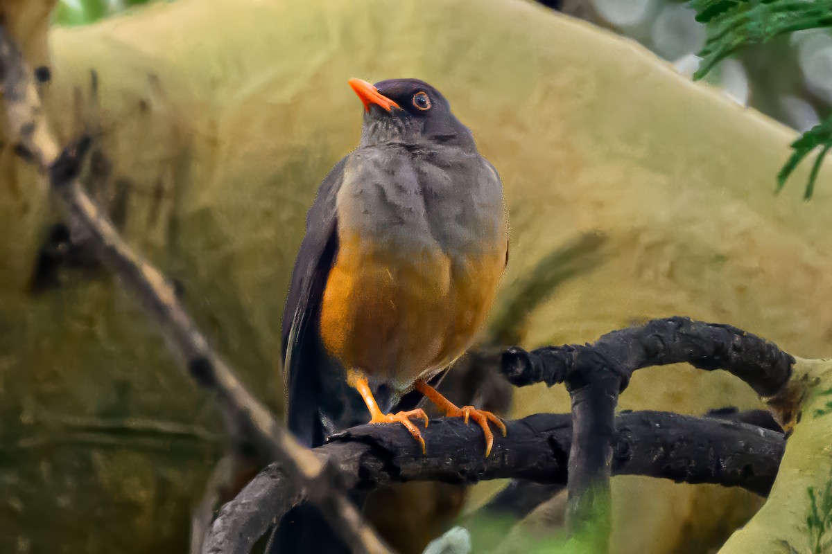 Abyssinian Thrush - ML641756469