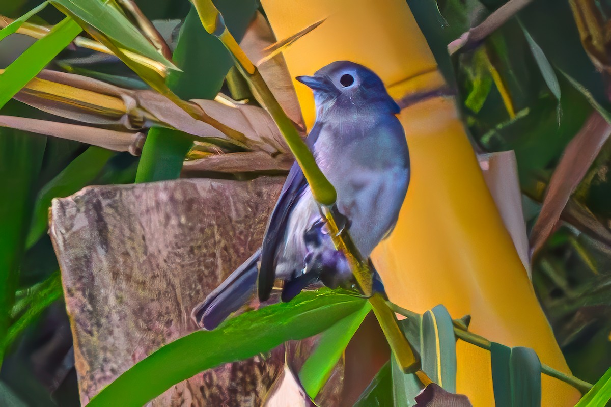 White-eyed Slaty-Flycatcher - ML641756486