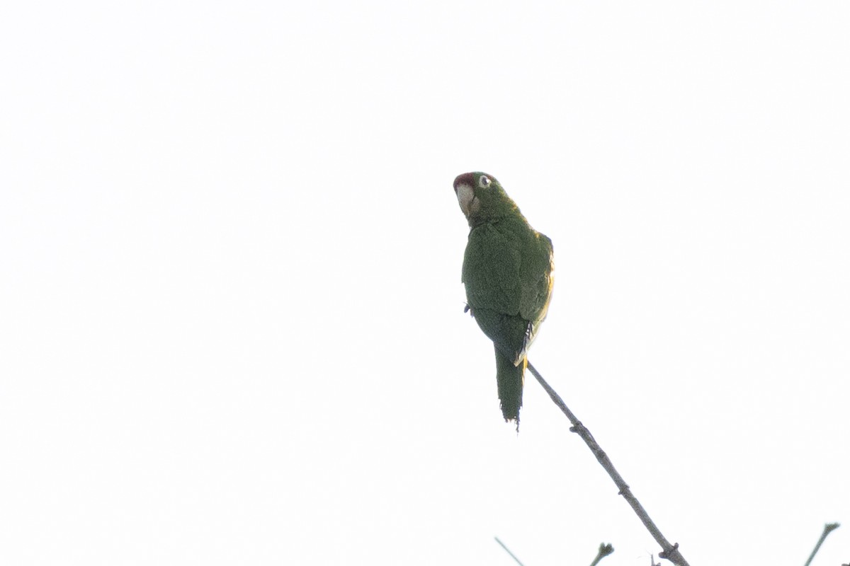 Crimson-fronted Parakeet - ML641756497