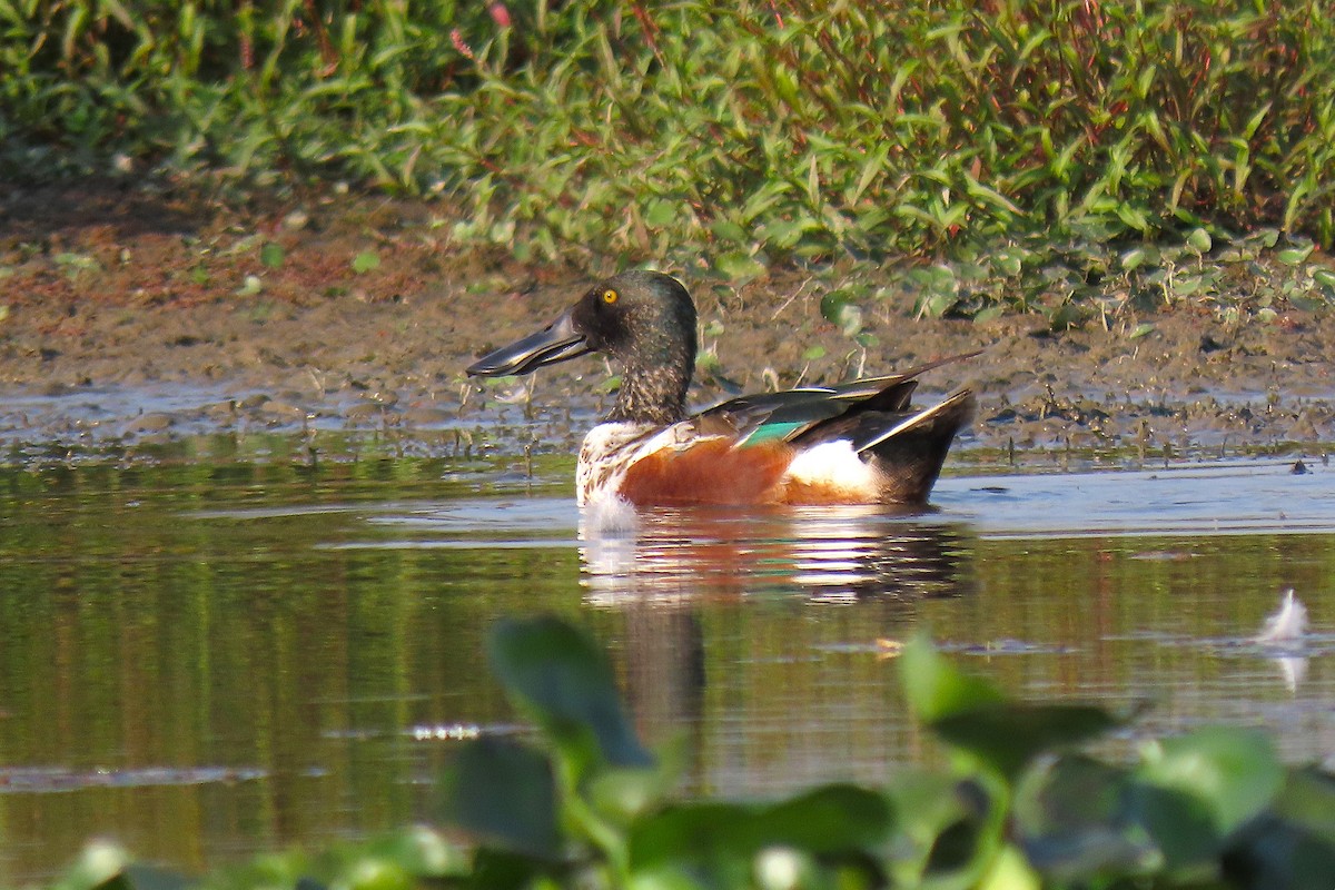 Canard souchet - ML641756559