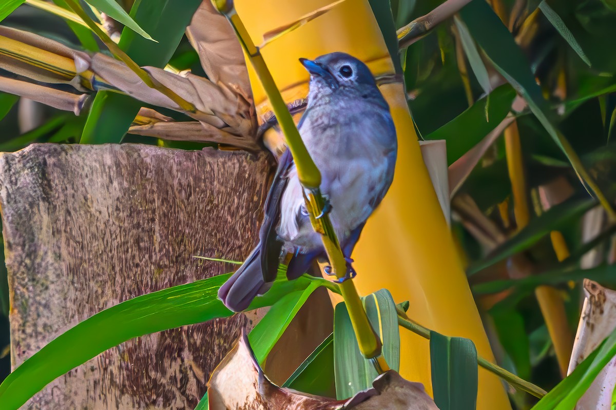 White-eyed Slaty-Flycatcher - ML641756563