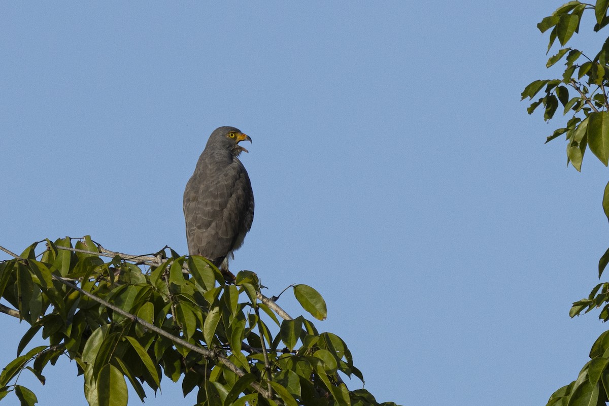 Roadside Hawk - ML641756597