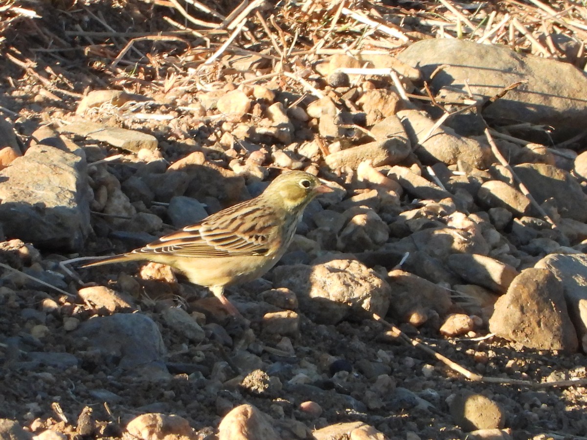 Bruant ortolan - ML641756660