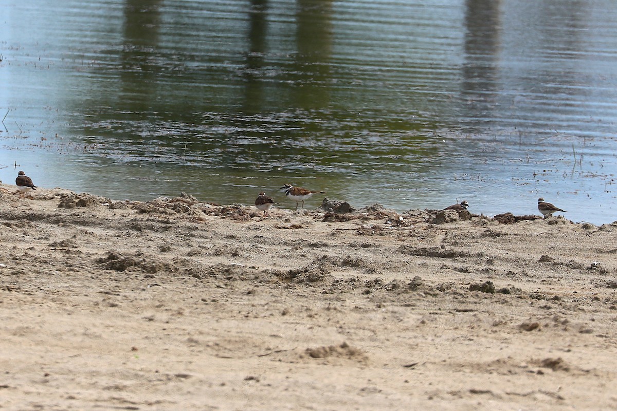 Killdeer - ML641756680