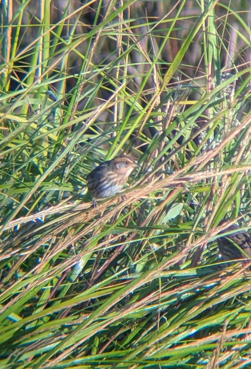 Saltmarsh Sparrow - ML641756705