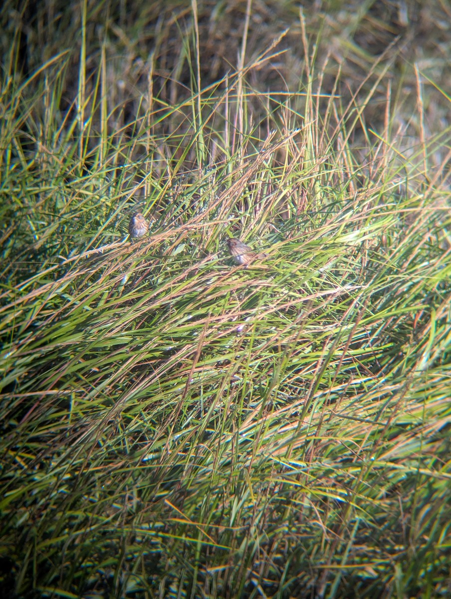 Saltmarsh Sparrow - ML641756706