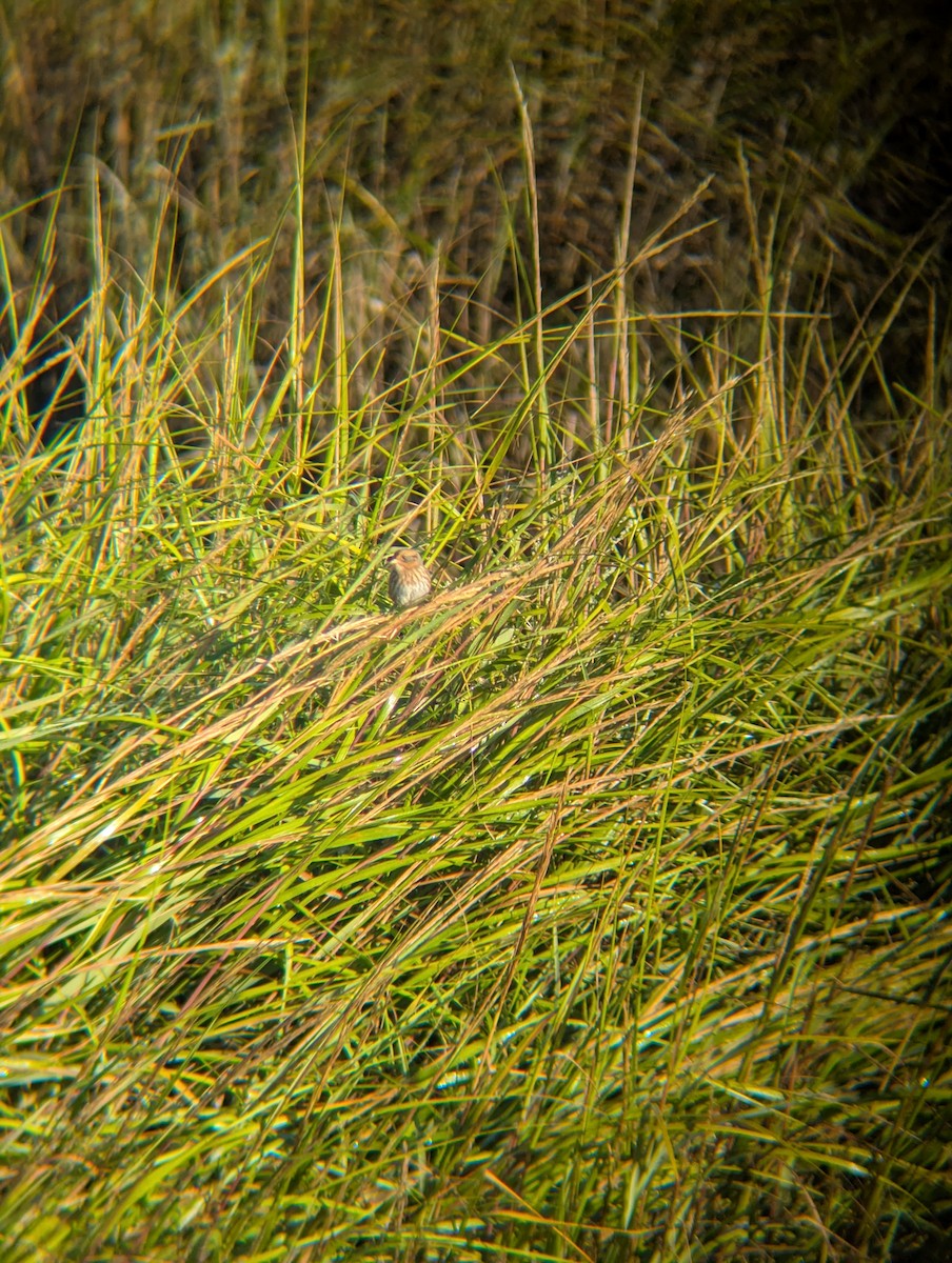 Saltmarsh Sparrow - ML641756707