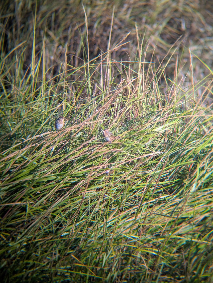Saltmarsh Sparrow - ML641756708