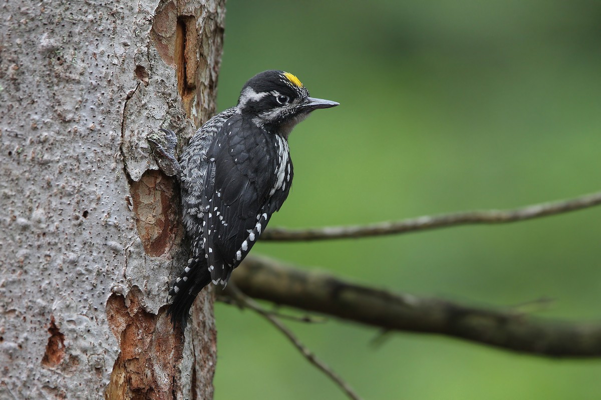 Eurasian Three-toed Woodpecker - Christoph Moning