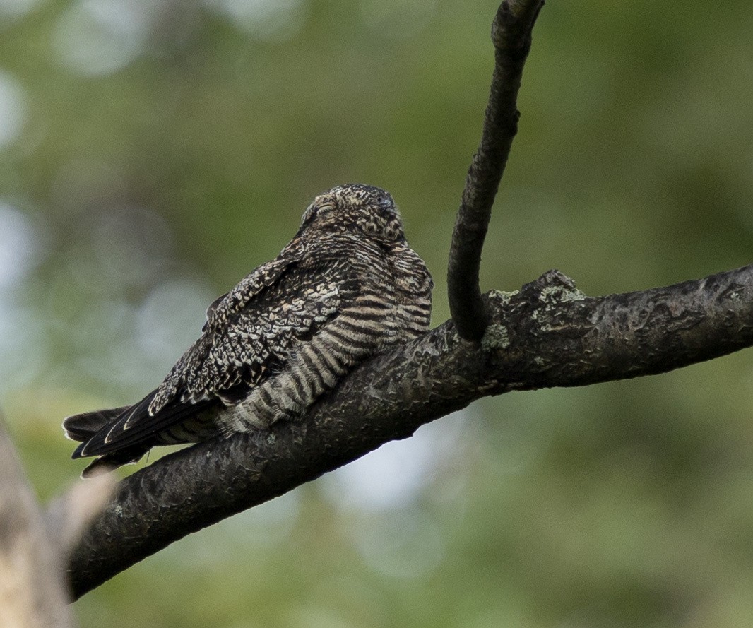 Common Nighthawk - ML641756742