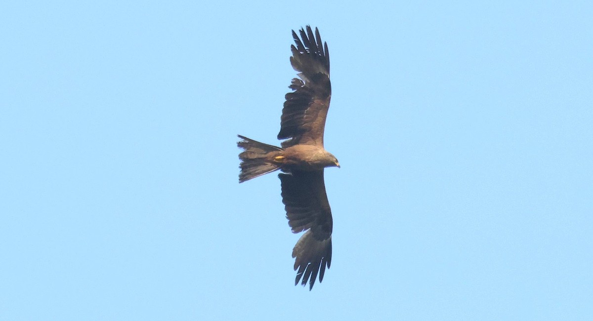 Black Kite - ML641756769