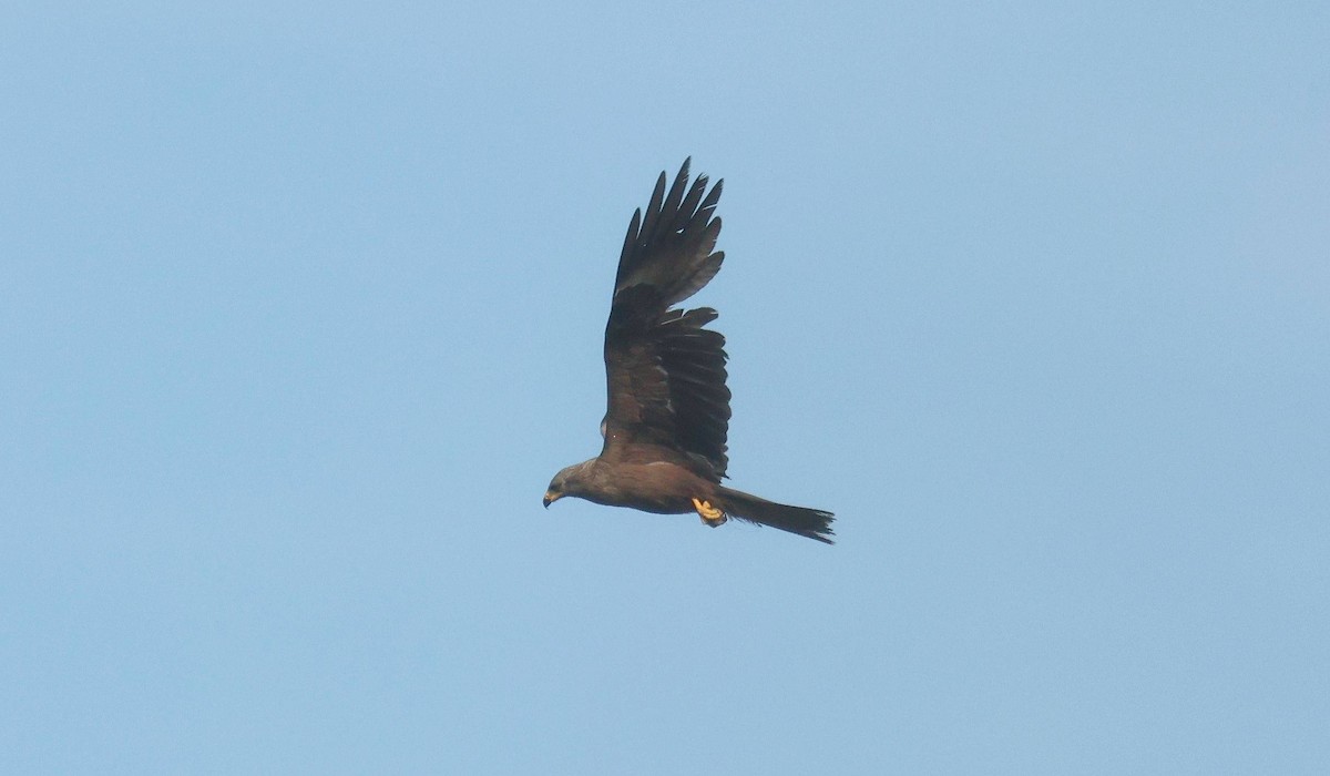 Black Kite - ML641756770