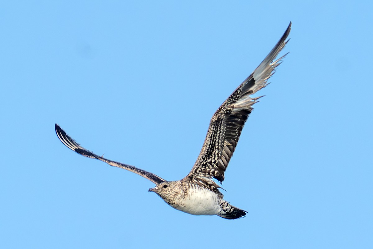 Parasitic Jaeger - ML641756824