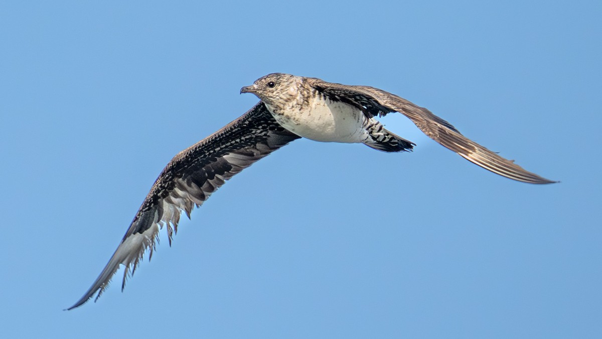 Parasitic Jaeger - ML641756825