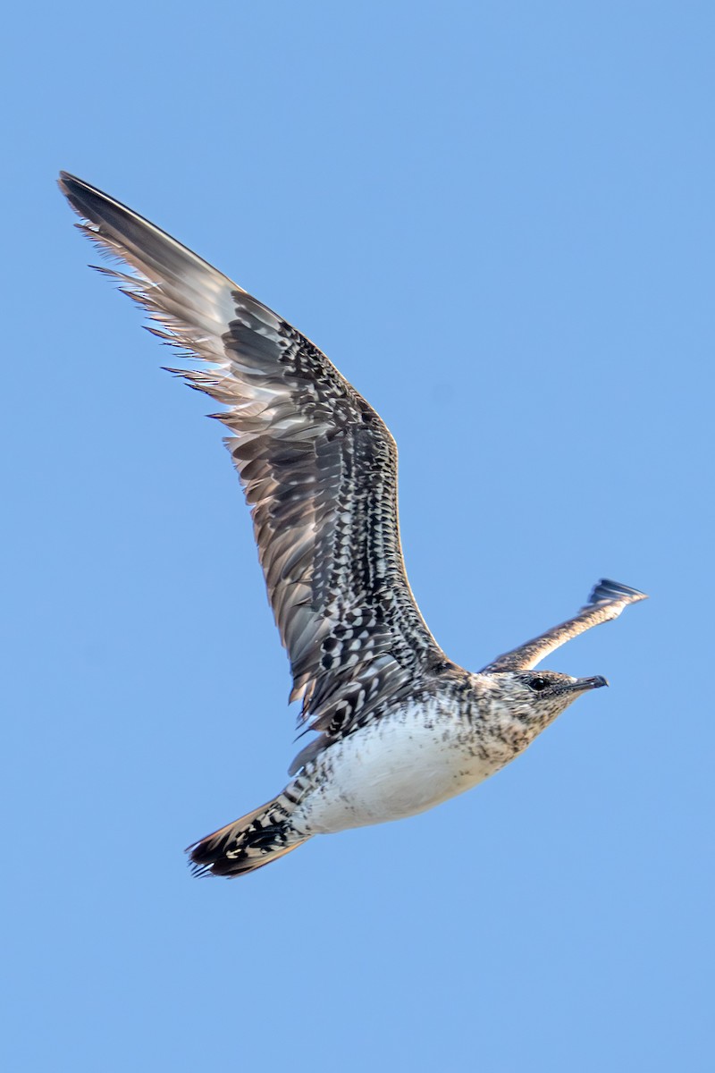 Parasitic Jaeger - ML641756826