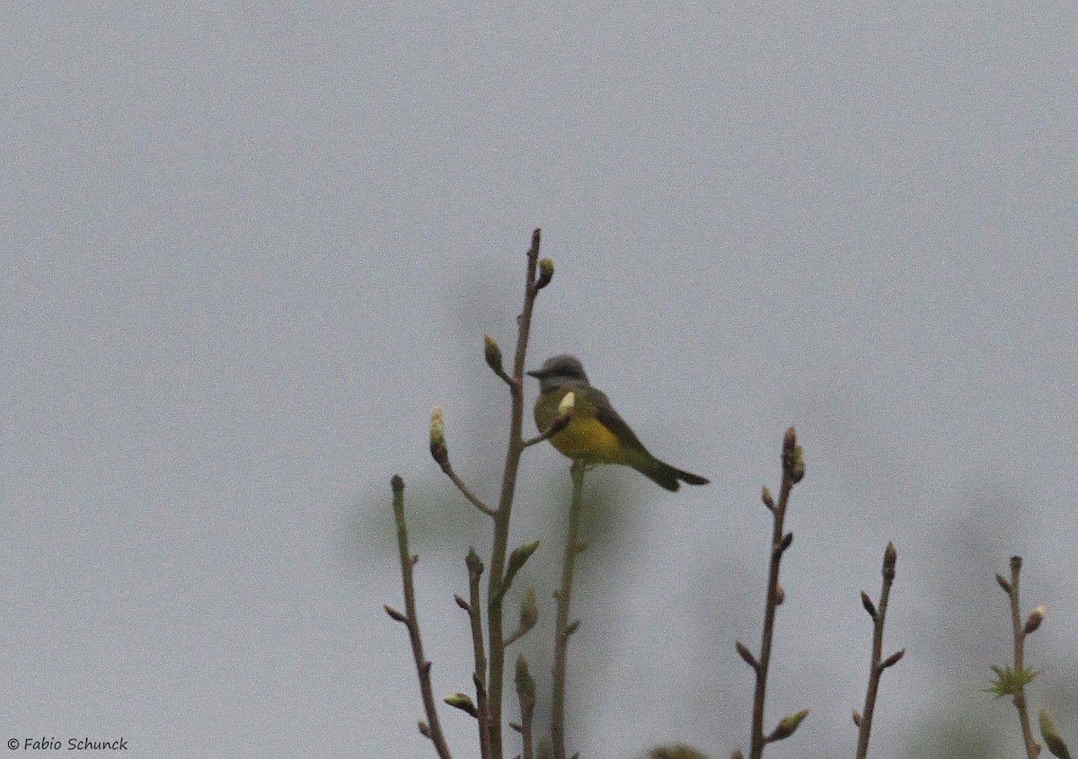 Tropical Kingbird - ML641756862