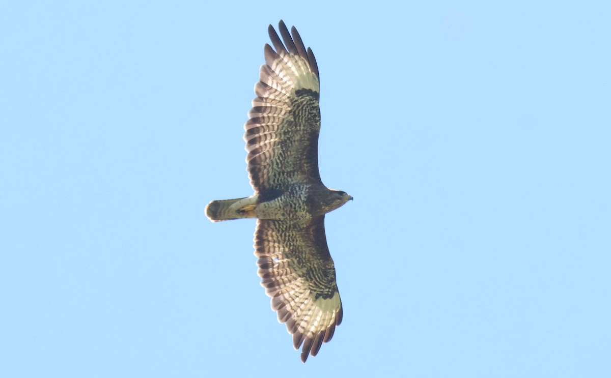 Common Buzzard - ML641756865
