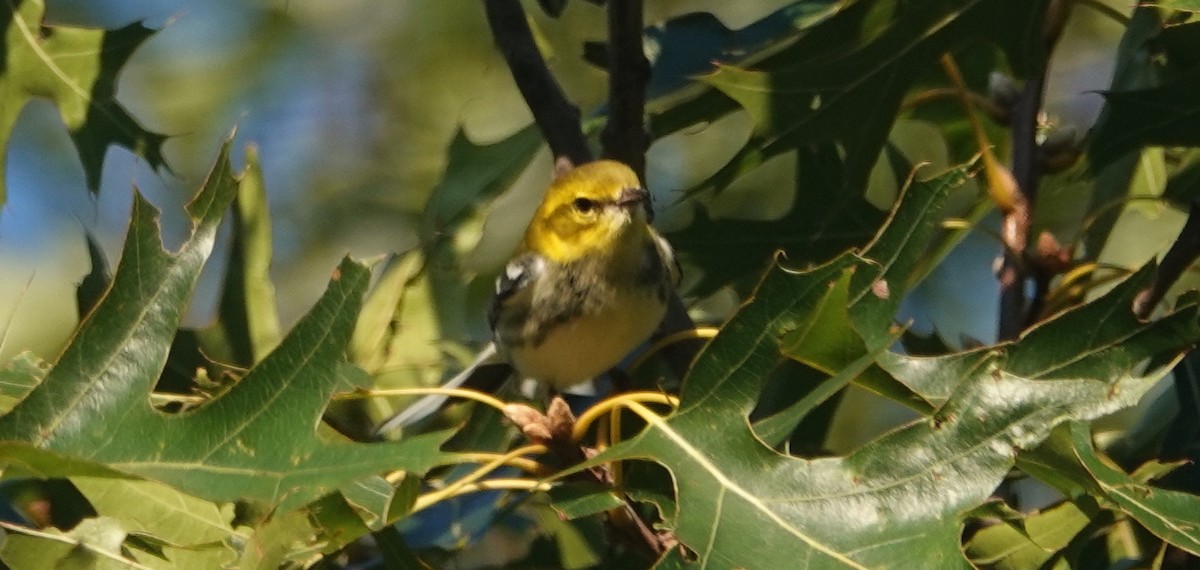 grønnparula - ML641756898