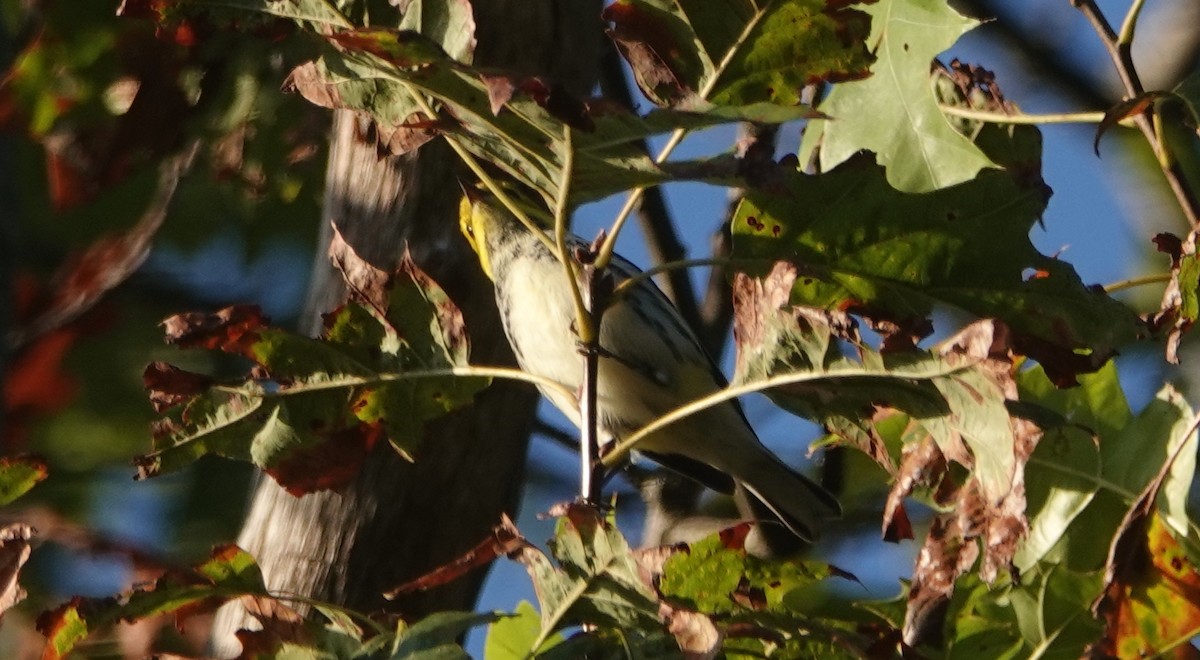 grønnparula - ML641756905