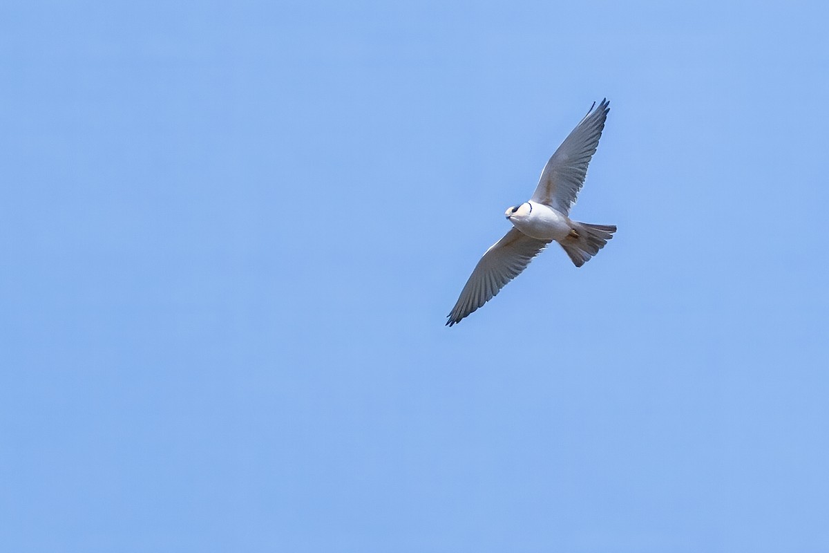 Pearl Kite - ML641756906