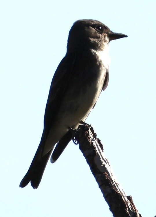 Olive-sided Flycatcher - ML641756907
