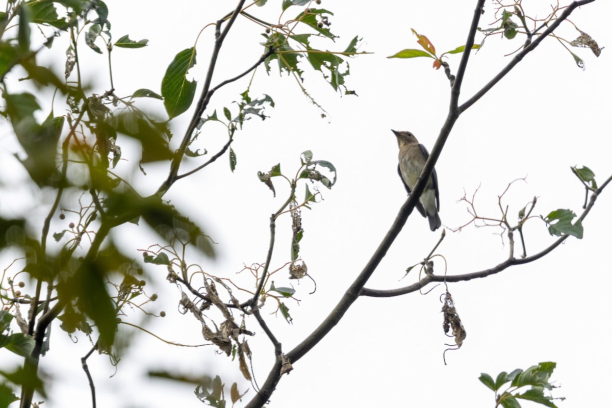 Blue-and-white Flycatcher - ML641756926