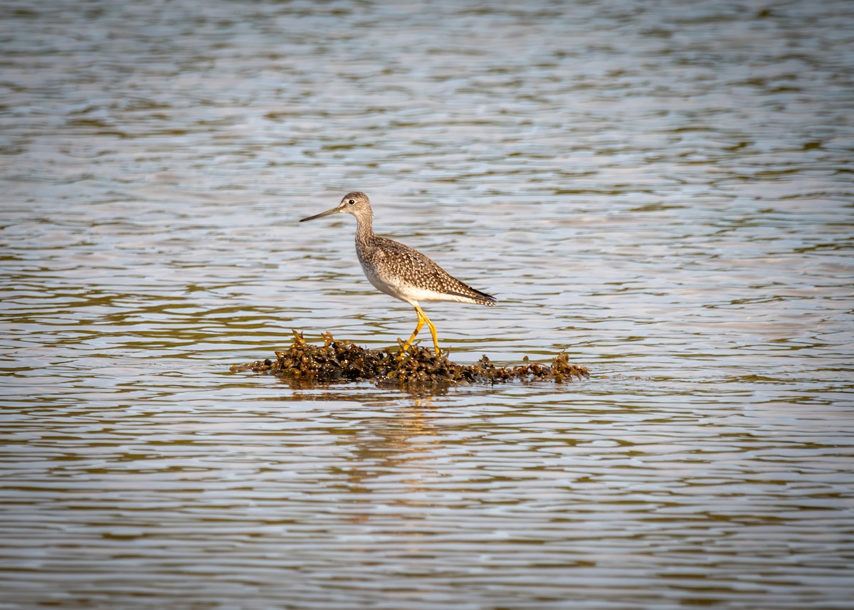 Greater Yellowlegs - ML641756992