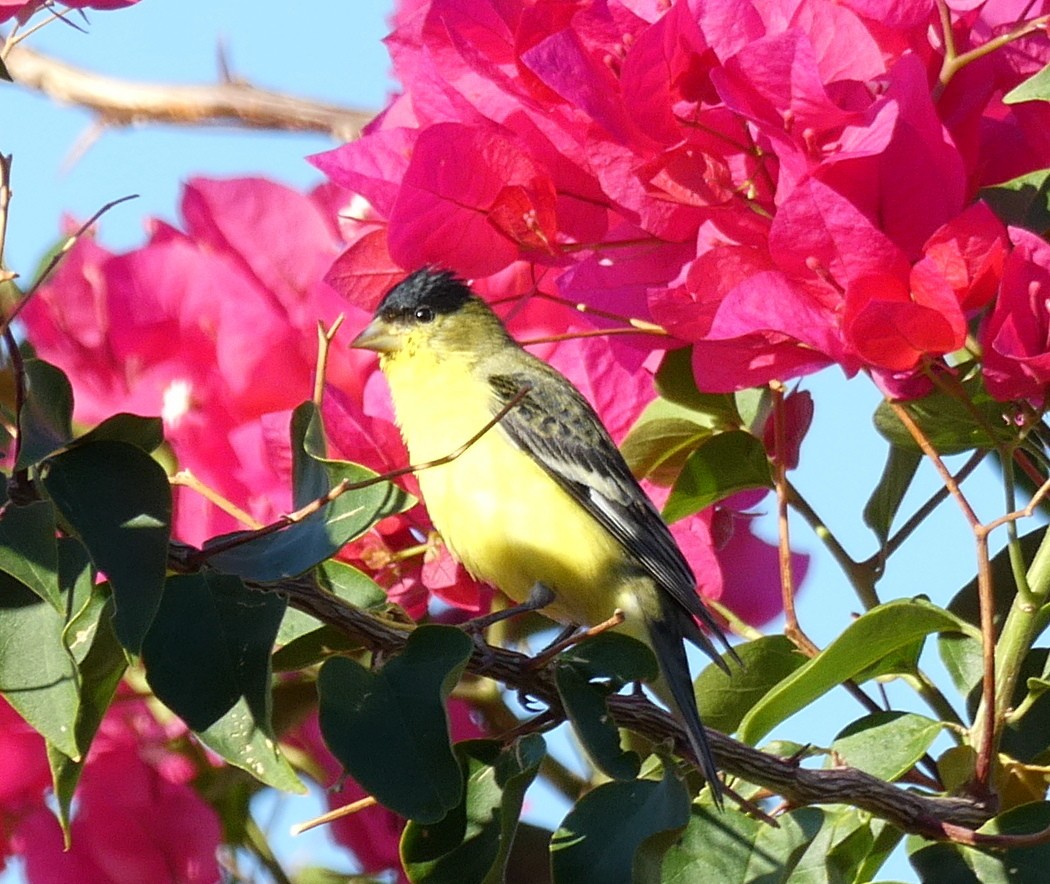 Lesser Goldfinch - ML641756997