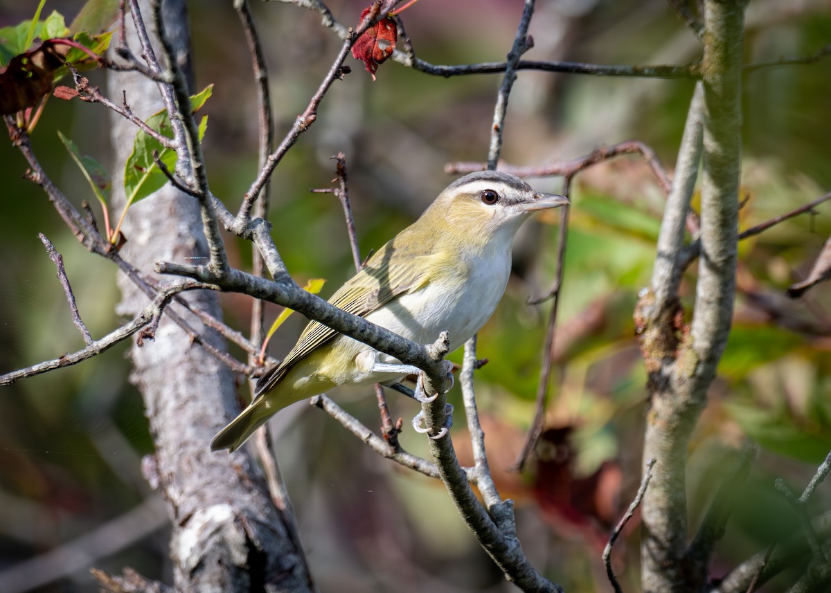 Red-eyed Vireo - ML641756998