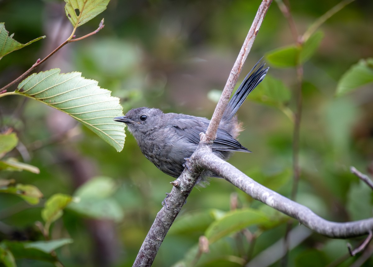 Gray Catbird - ML641757008