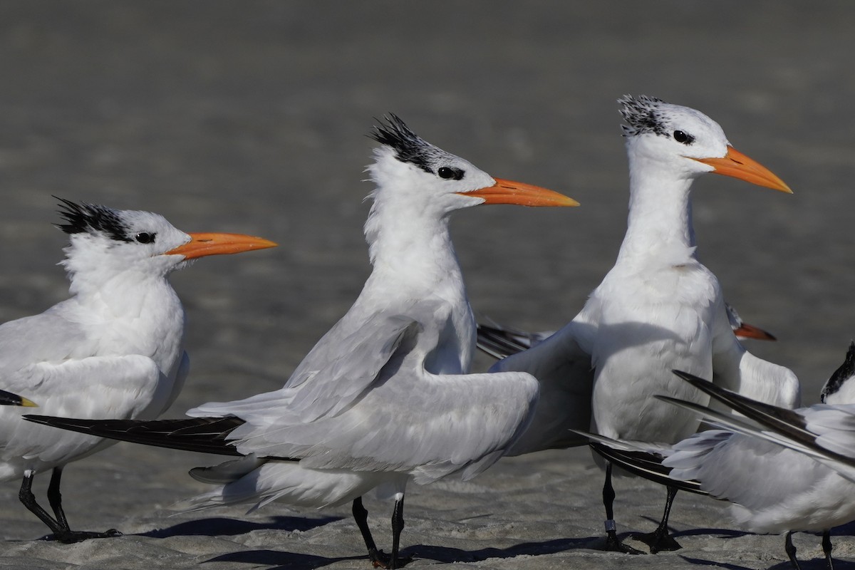 Royal Tern - ML641757015