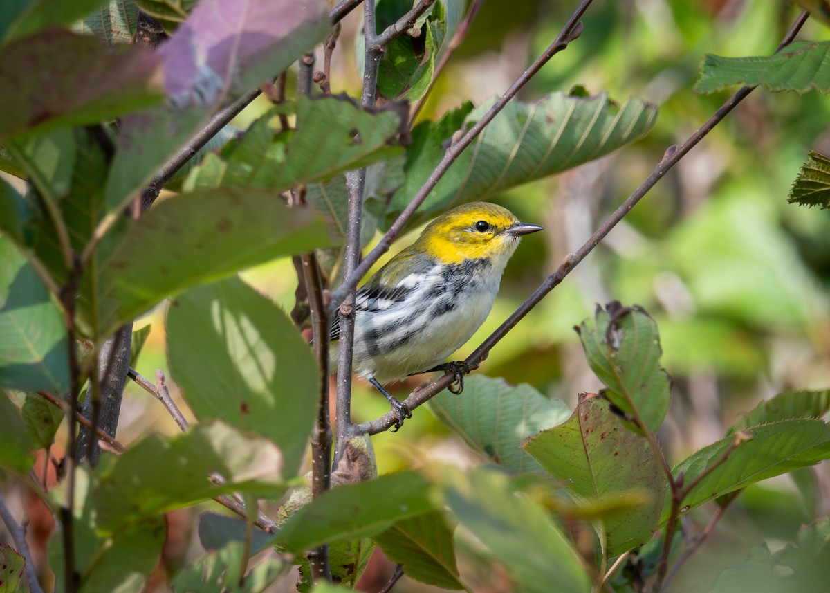 Black-throated Green Warbler - ML641757017