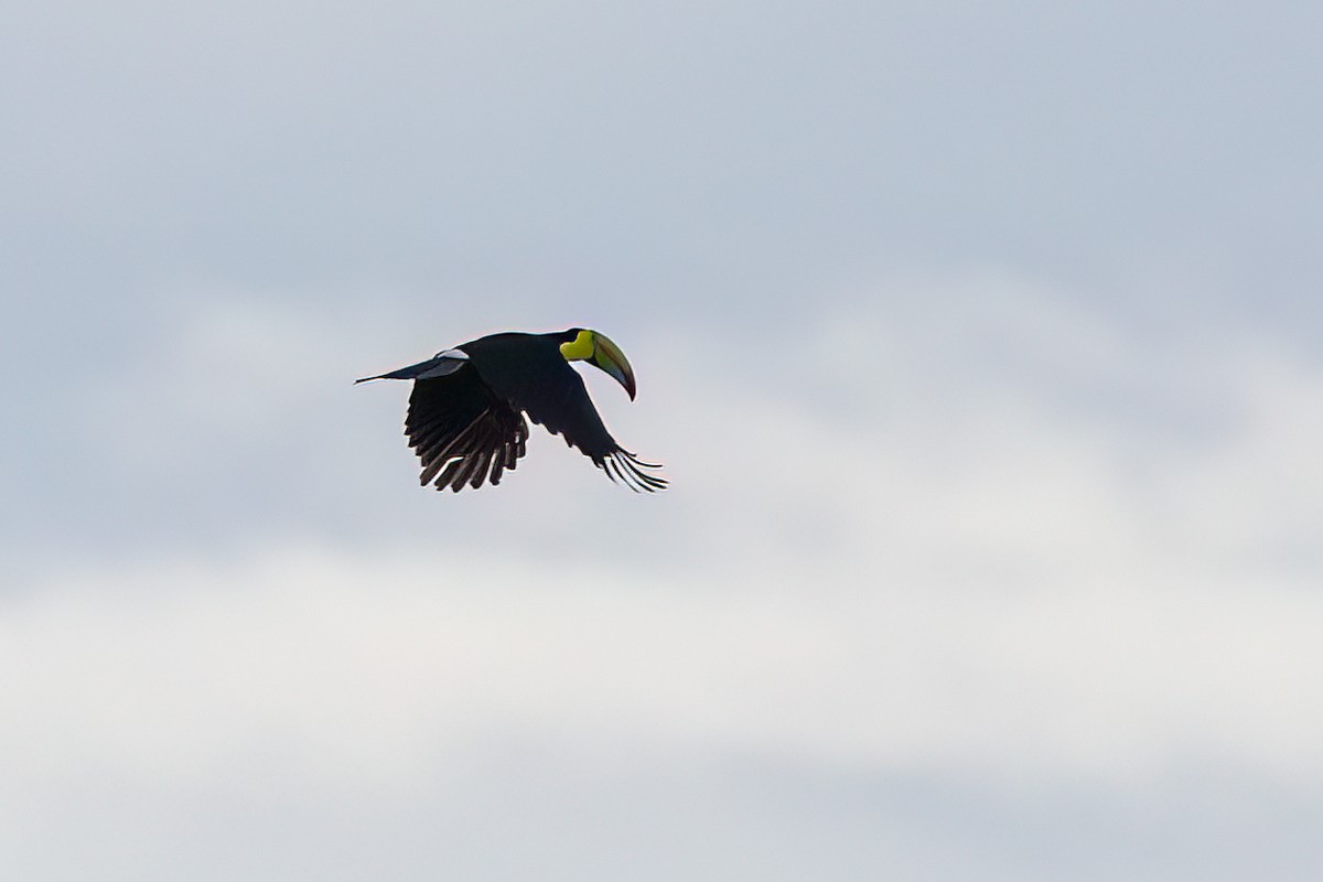 Toucan à carène - ML641757026