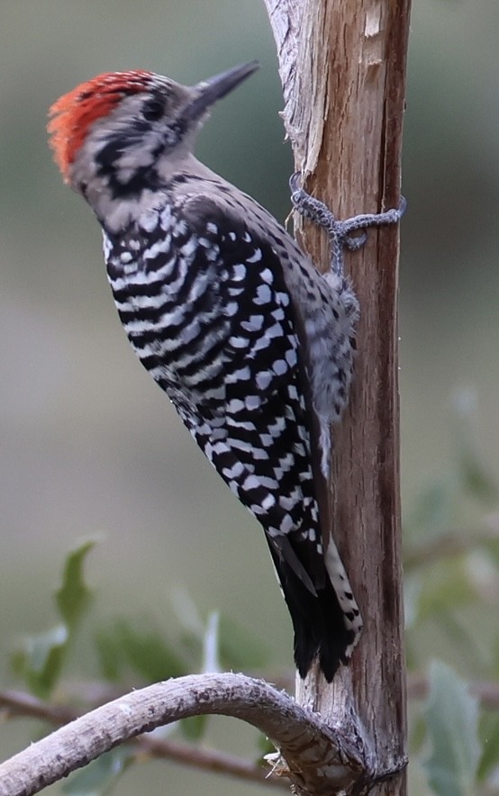 Ladder-backed Woodpecker - ML641757036