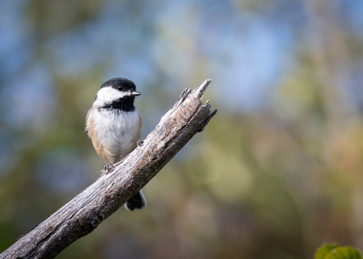 Black-capped Chickadee - ML641757038