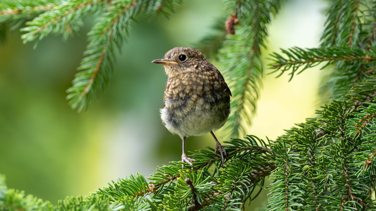 Pettirosso - ML641757051