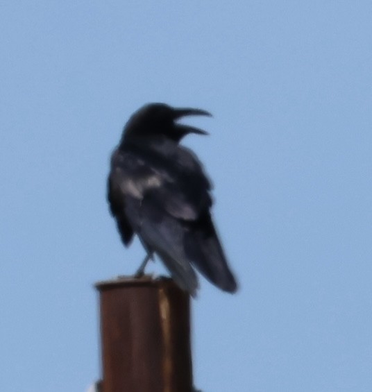 Chihuahuan Raven - ML641757055