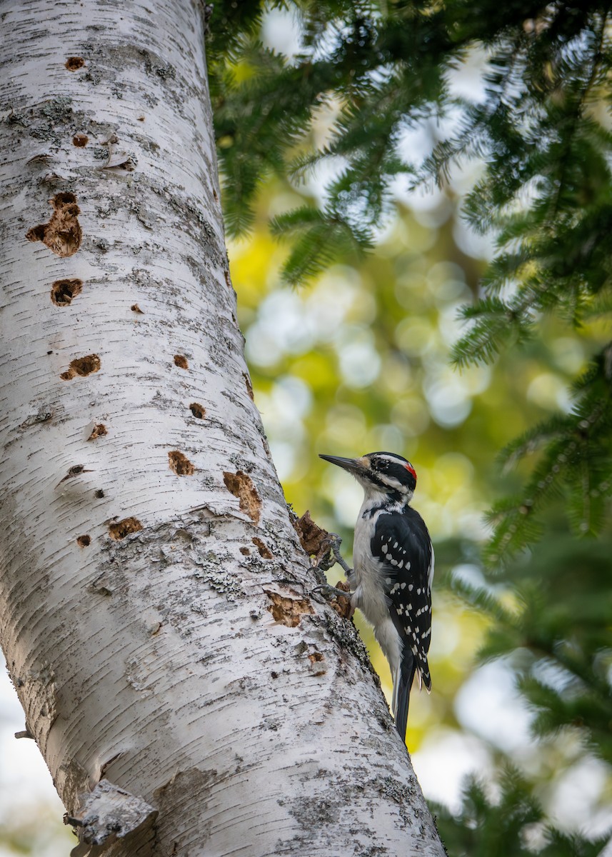Hairy Woodpecker - ML641757057