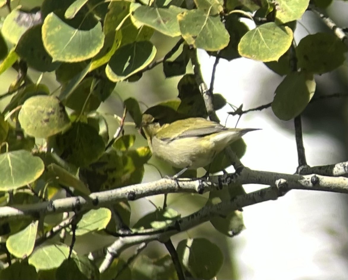 Tennessee Warbler - ML641757068