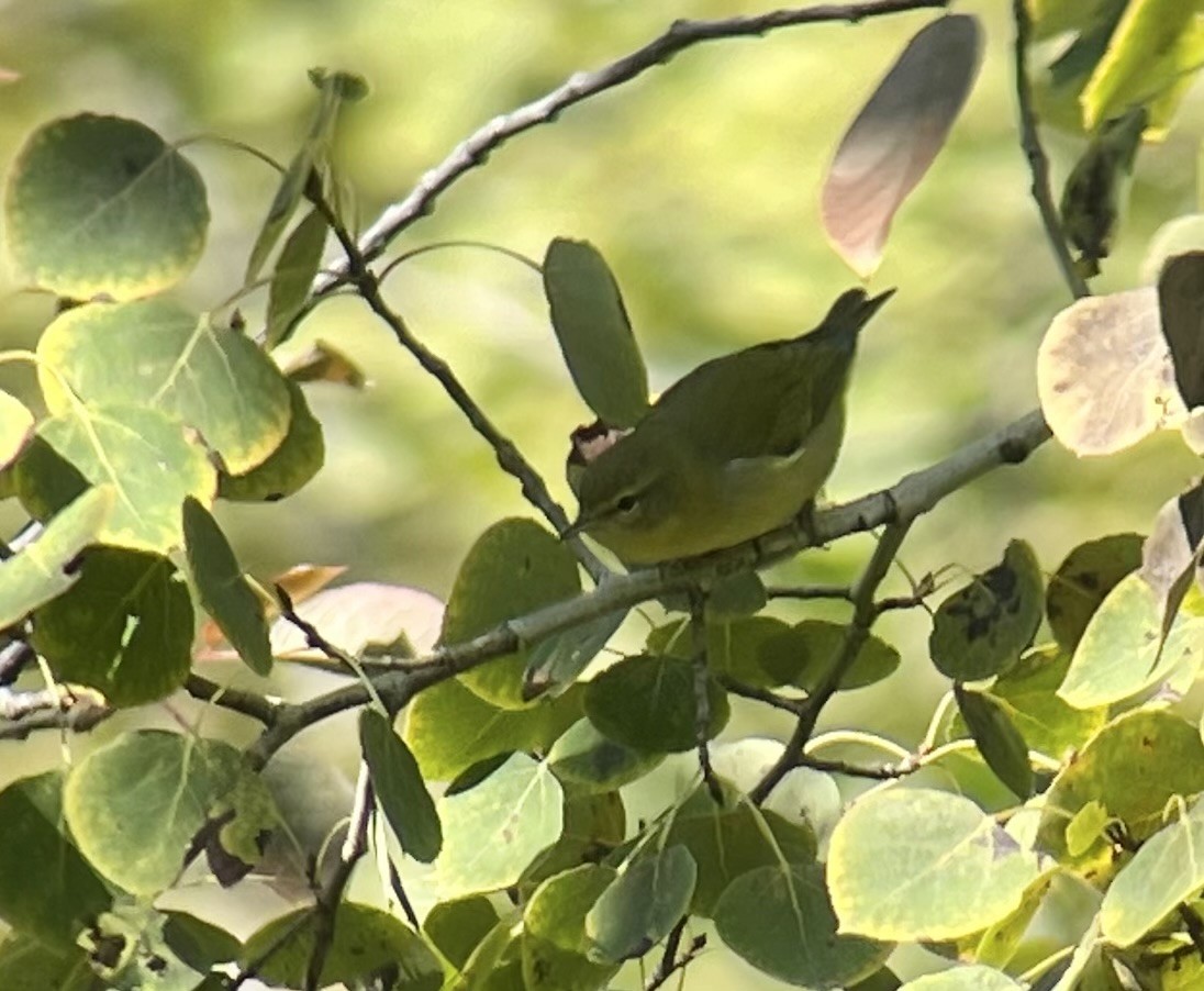 Tennessee Warbler - ML641757069