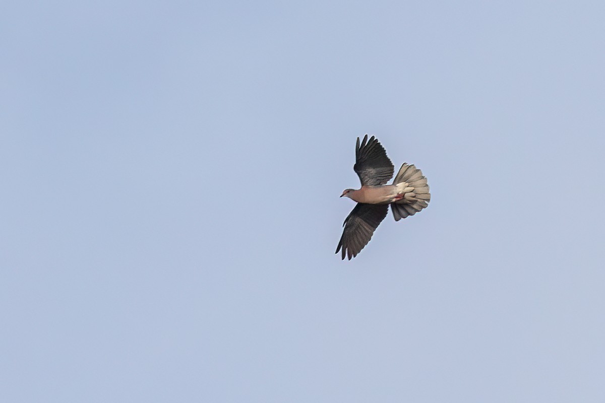 Pale-vented Pigeon - ML641757071