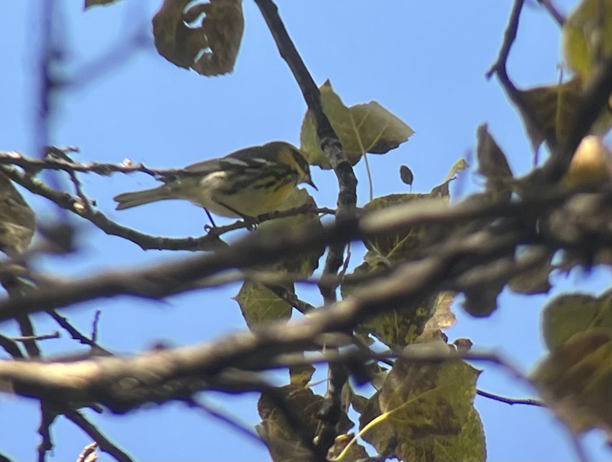 Townsend's Warbler - ML641757072