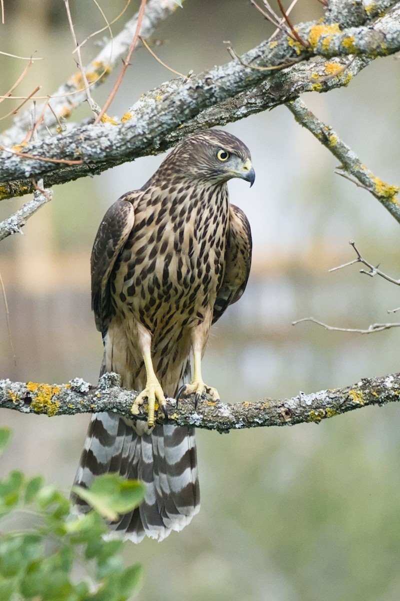 Eurasian Goshawk - ML641757092