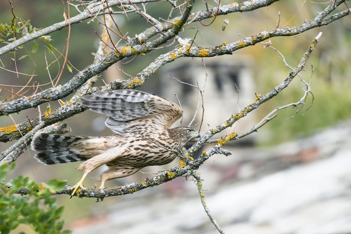 Eurasian Goshawk - ML641757094