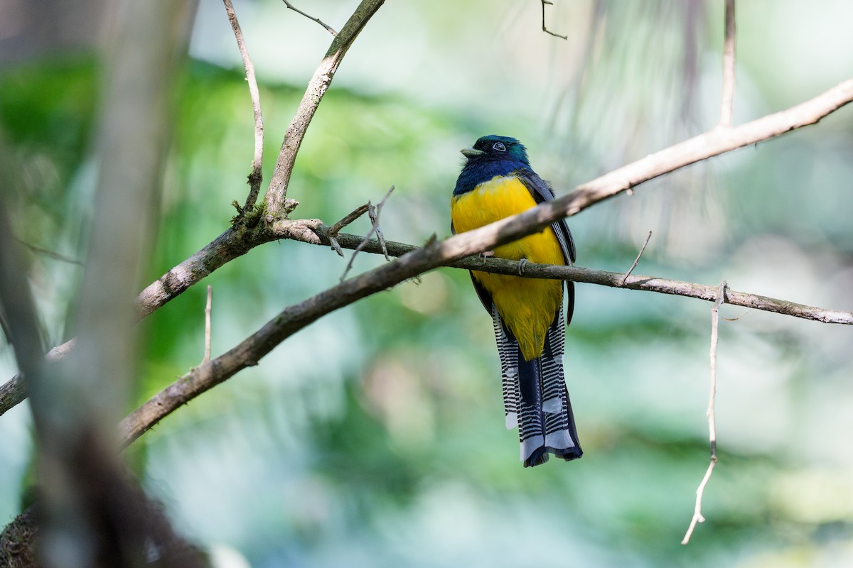 Atlantic Black-throated Trogon - ML641757119