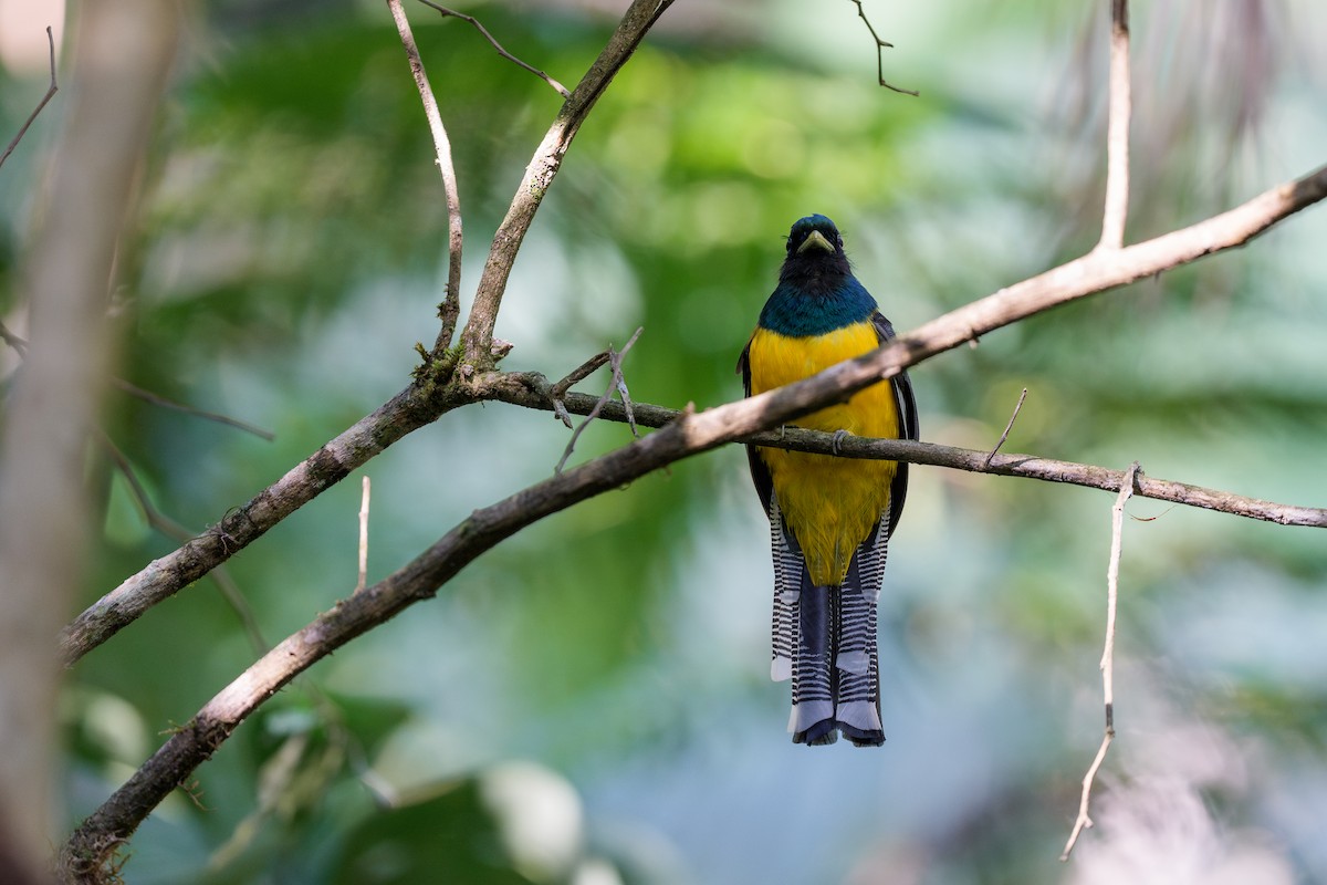 Atlantic Black-throated Trogon - ML641757120