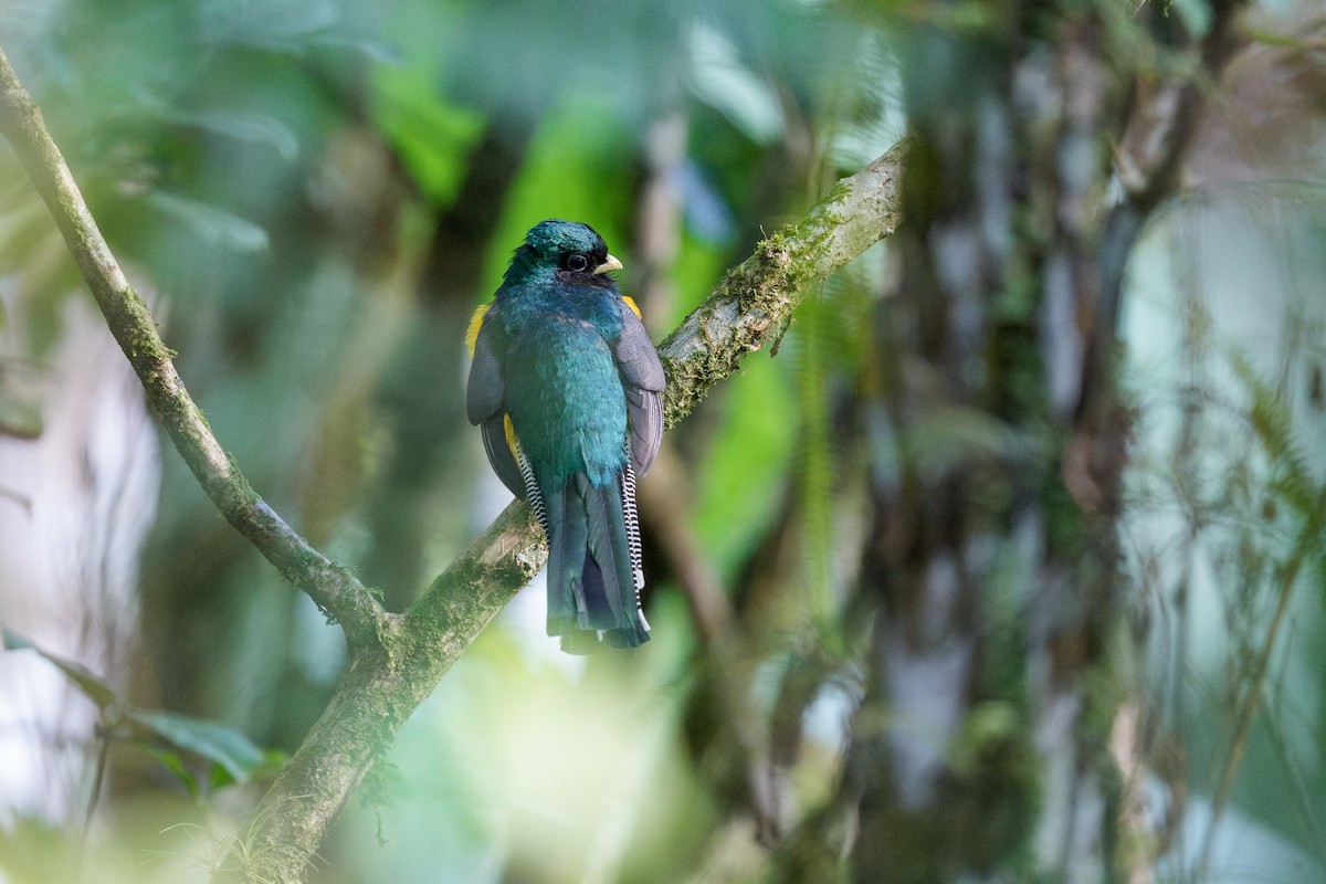 Atlantic Black-throated Trogon - ML641757121
