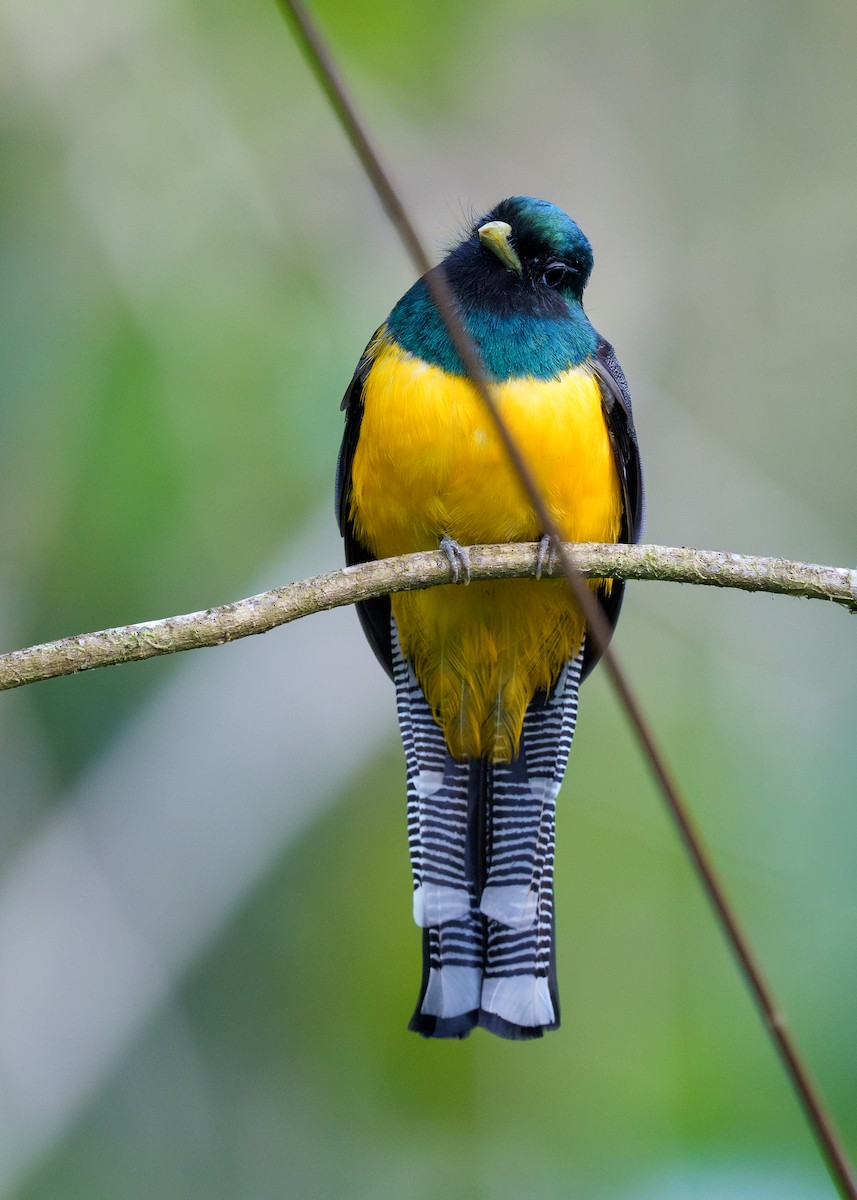 Atlantic Black-throated Trogon - ML641757122
