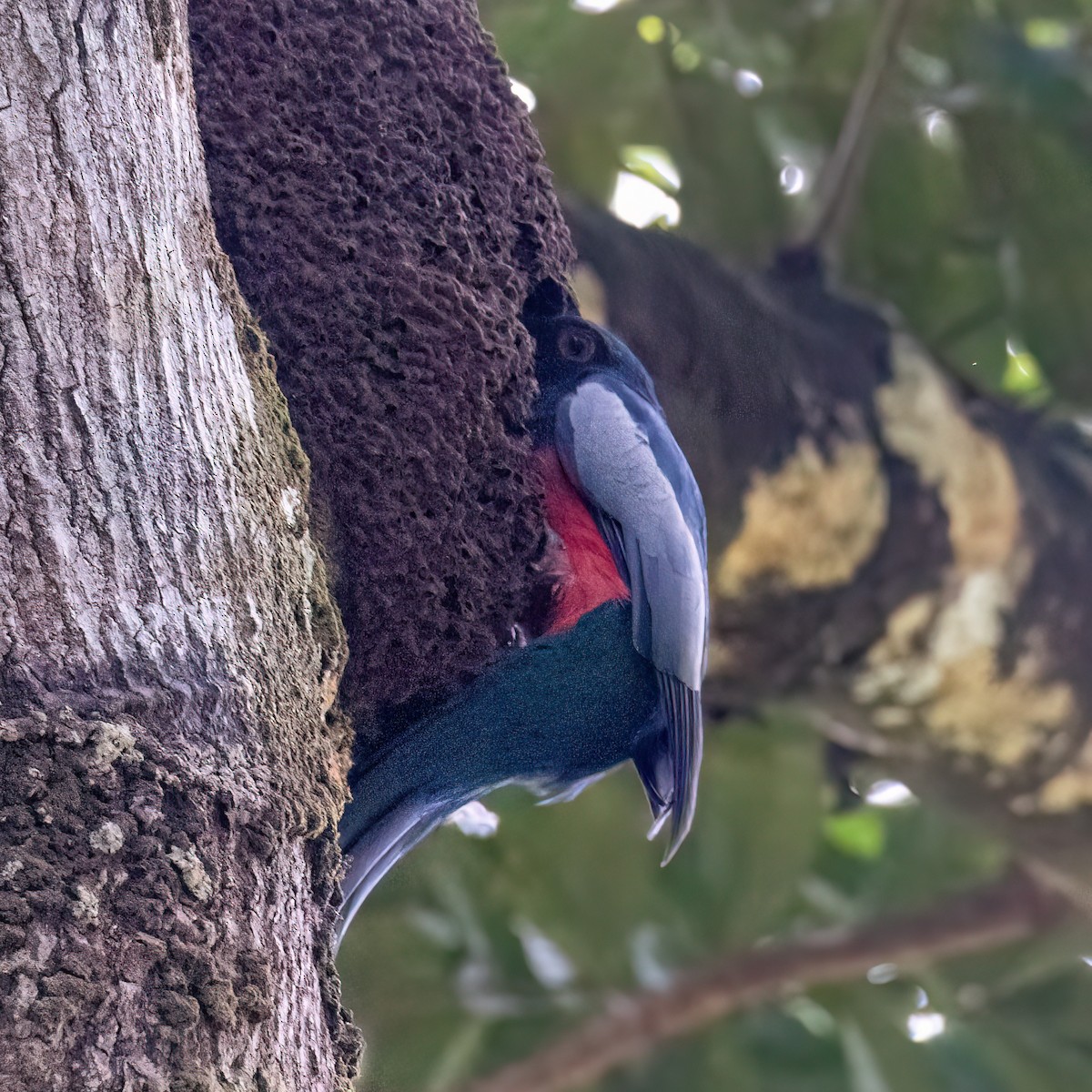 Slaty-tailed Trogon - ML641757131